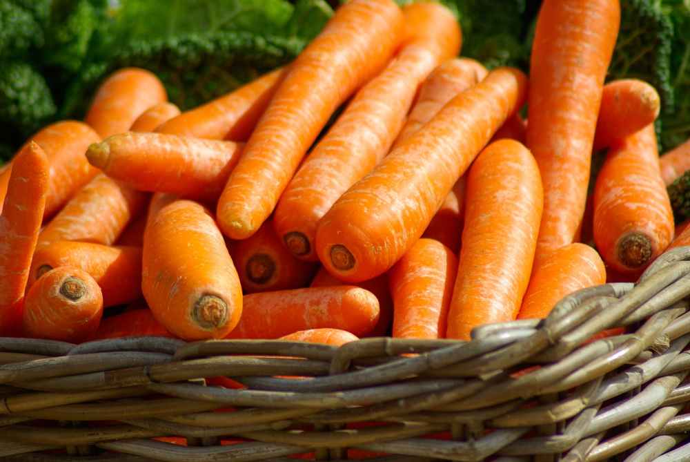 A bundle of freshly pulled carrots in a basket