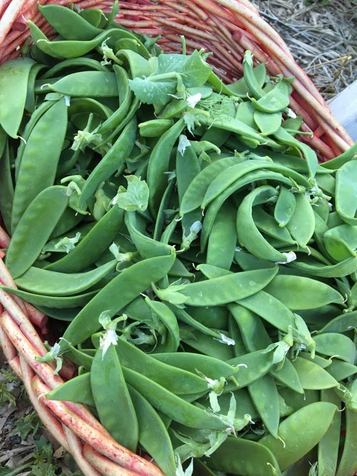 A basket heaped with freshly picked snow peas