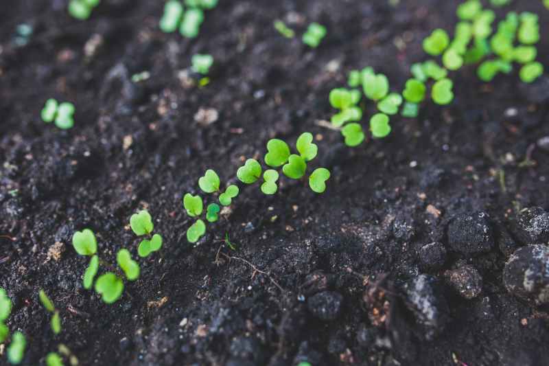 Trays of vegetable seedlings ready for planting