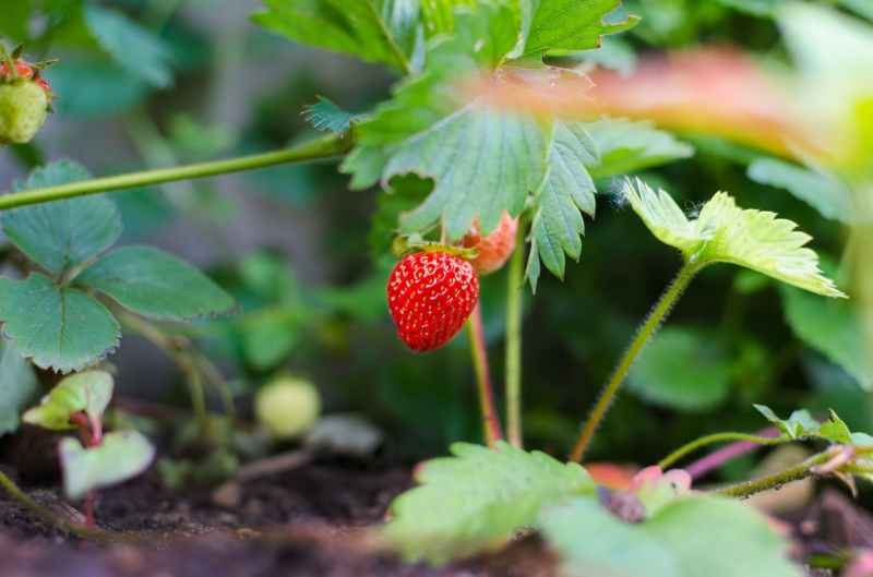 A ripe strawberry still on the vine
