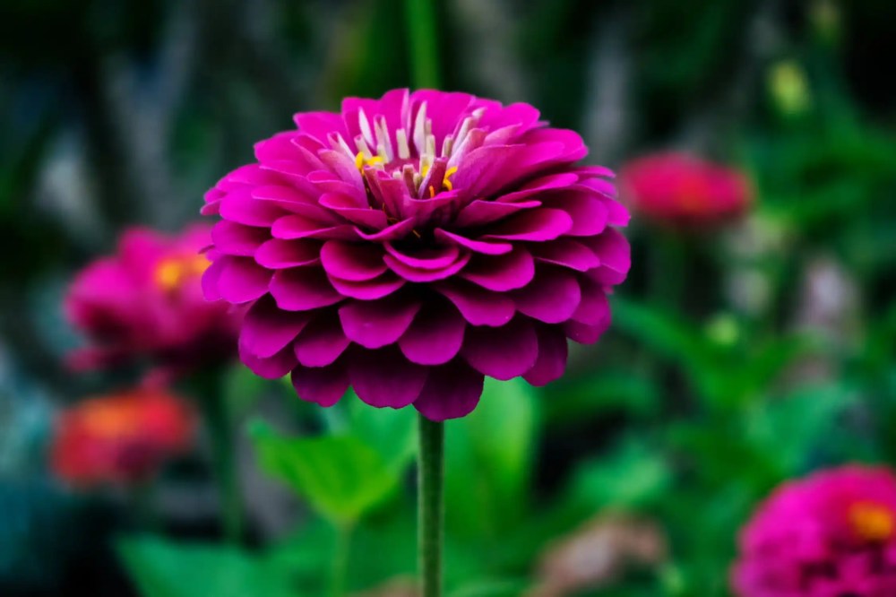 A zinnia in full bloom